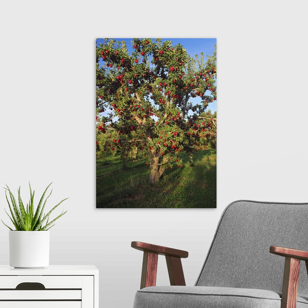 A modern room featuring Red Delicious apple tree, with fruit ripe and ready for harvest, Malaga, Washington