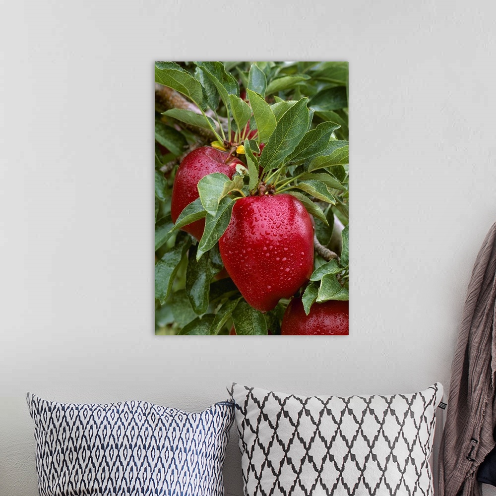 A bohemian room featuring Red Delicious apples on the tree, ripe and ready for harvest, with raindrops