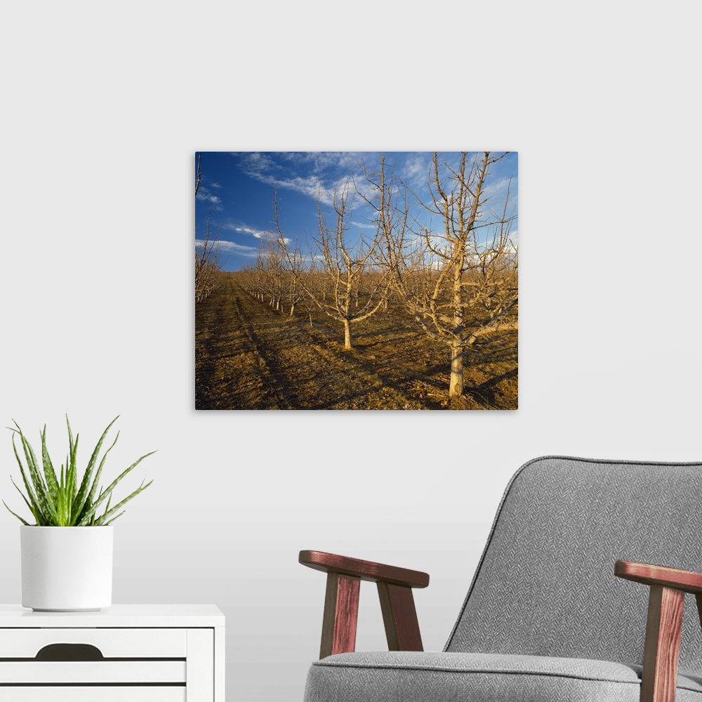 A modern room featuring Red Delicious high density apple orchard in early Spring dormant stage