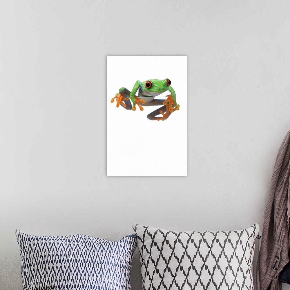 A bohemian room featuring Red-Eyed Treefrog