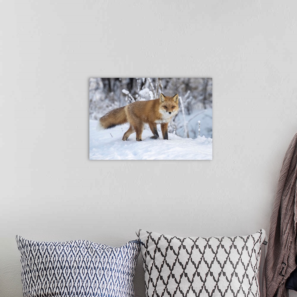 A bohemian room featuring Red fox (vulpes vulpes) in snow, Campbell creek area, south-central Alaska. Alaska, united states...