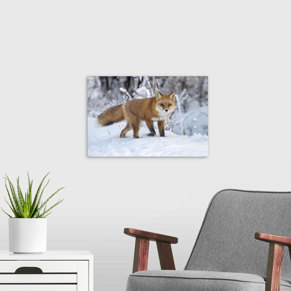 A modern room featuring Red fox (vulpes vulpes) in snow, Campbell creek area, south-central Alaska. Alaska, united states...