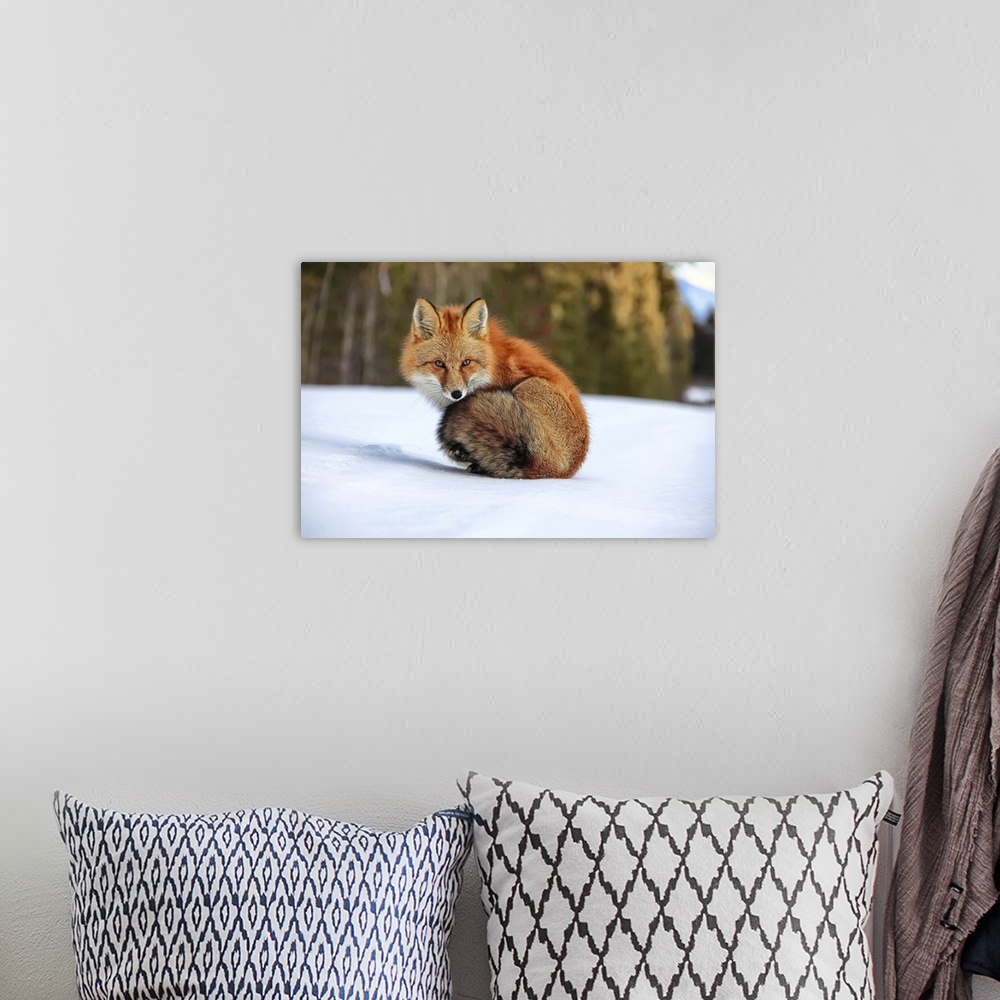 A bohemian room featuring Red Fox In Snow, Yukon