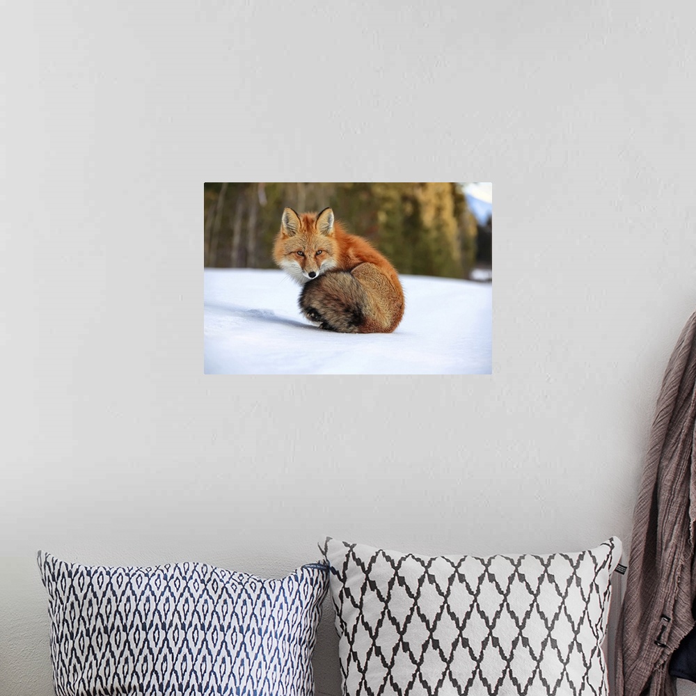 A bohemian room featuring Red Fox In Snow, Yukon