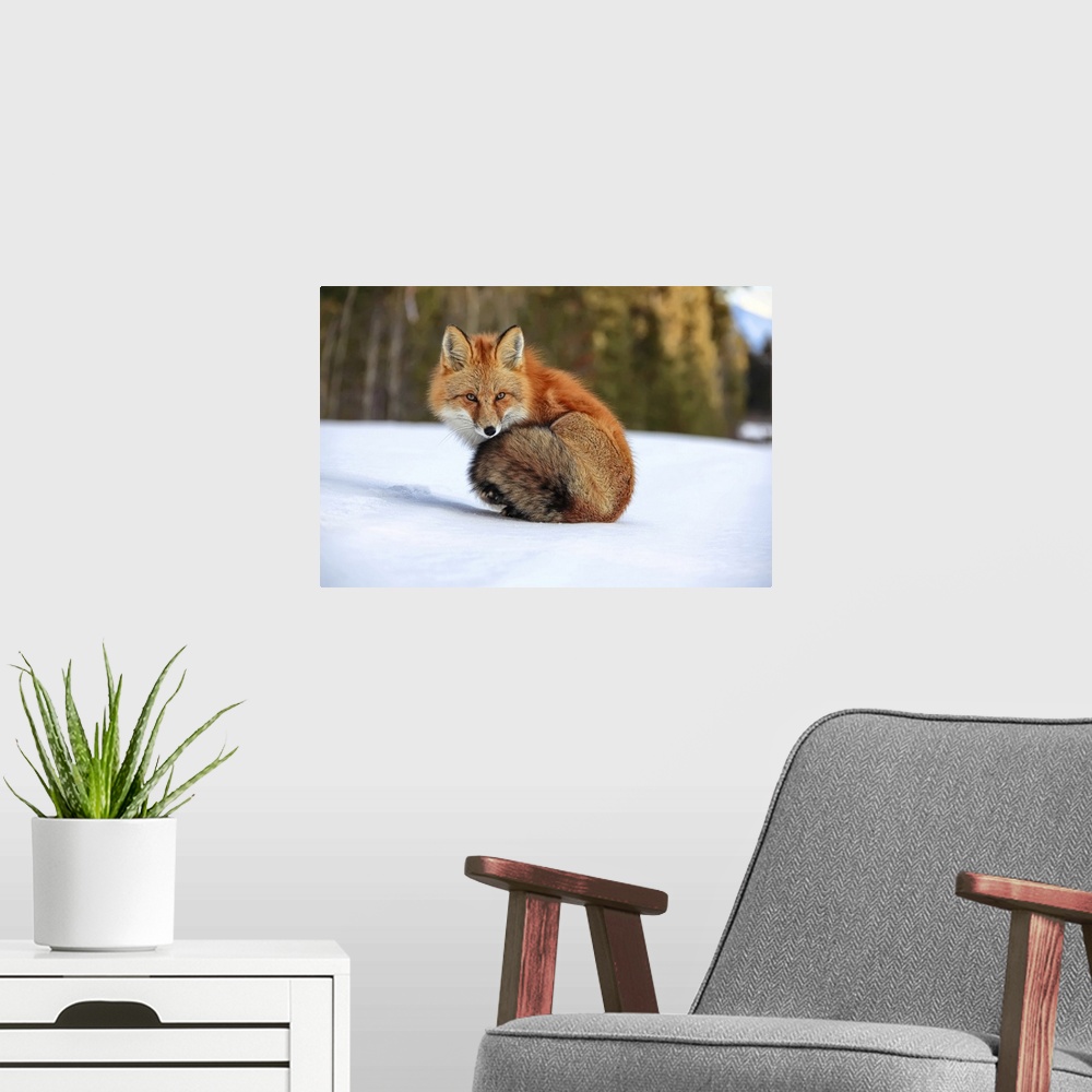 A modern room featuring Red Fox In Snow, Yukon