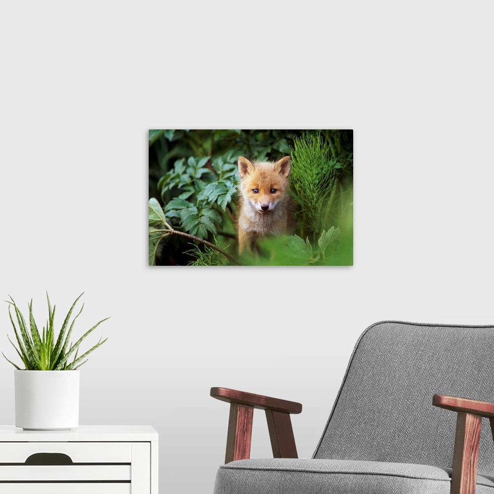 A modern room featuring Red Fox Kit Peering Through Bushes At Mcneil River, Southwest Alaska