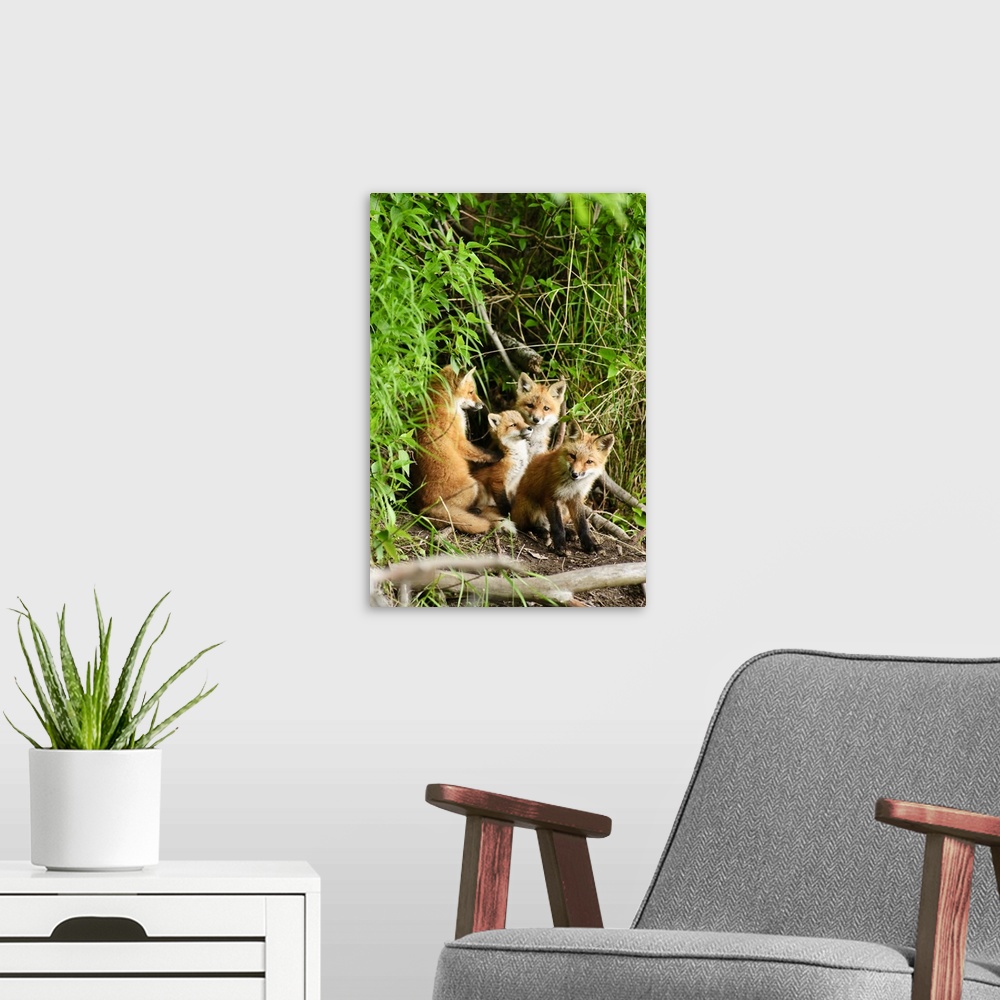 A modern room featuring Red Fox Kits Playing Close To Their Den During Summer In Alaska