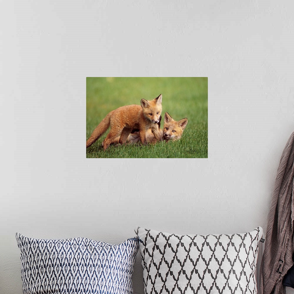A bohemian room featuring Red Fox Kits Playing Together, Anchorage, Alaska