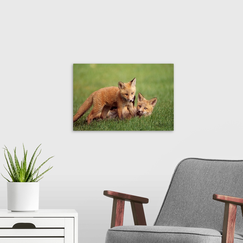A modern room featuring Red Fox Kits Playing Together, Anchorage, Alaska