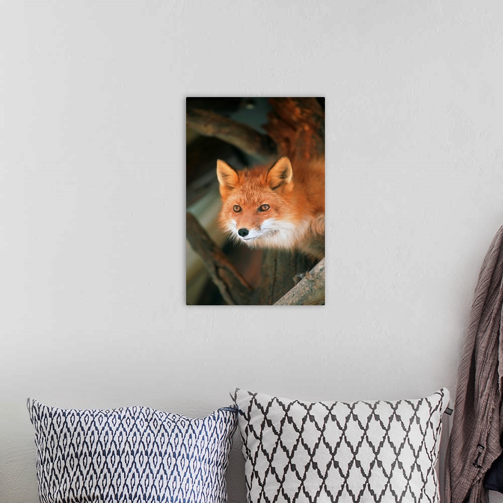 A bohemian room featuring Red Fox Sitting Under A Shelter, Southcentral Alaska