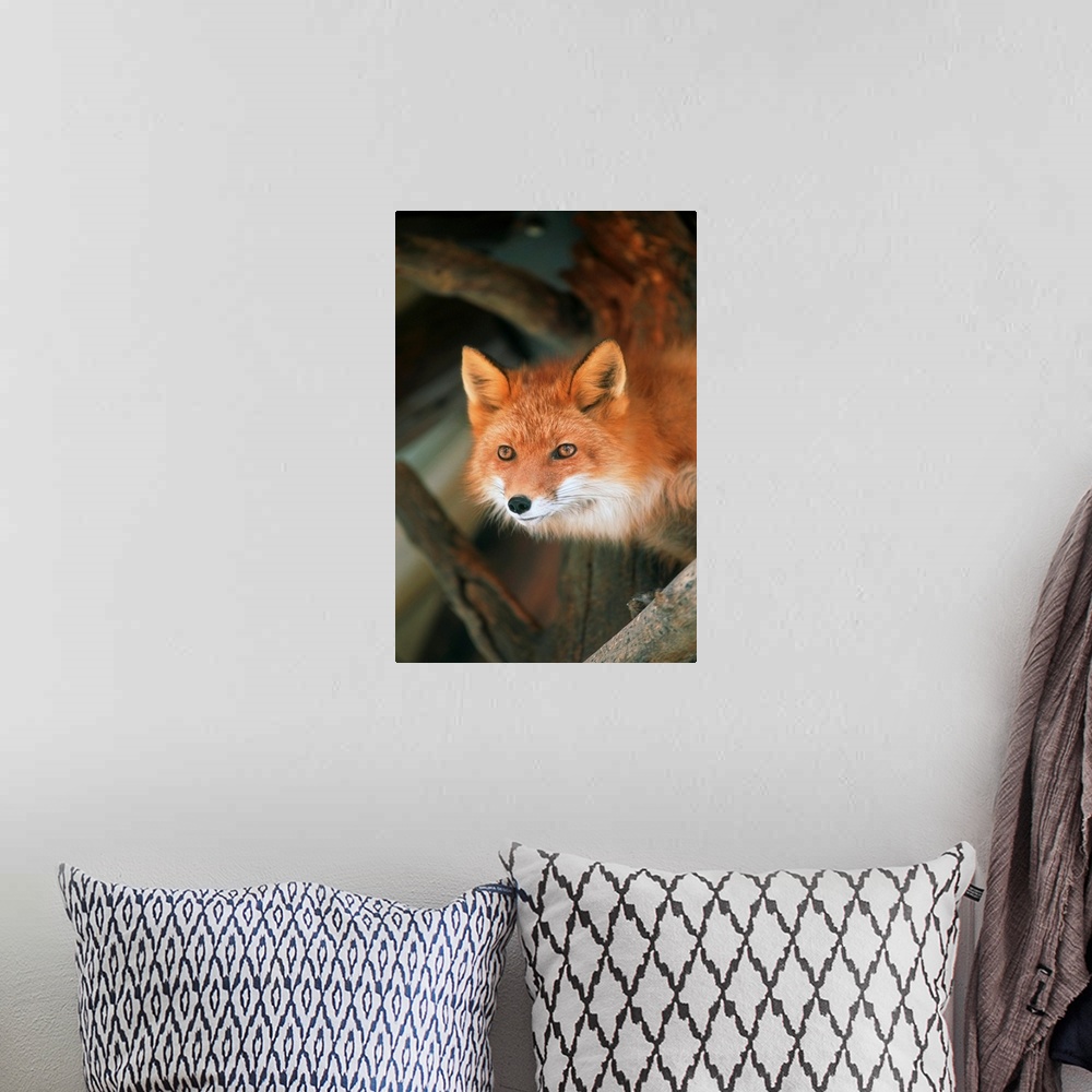 A bohemian room featuring Red Fox Sitting Under A Shelter, Southcentral Alaska