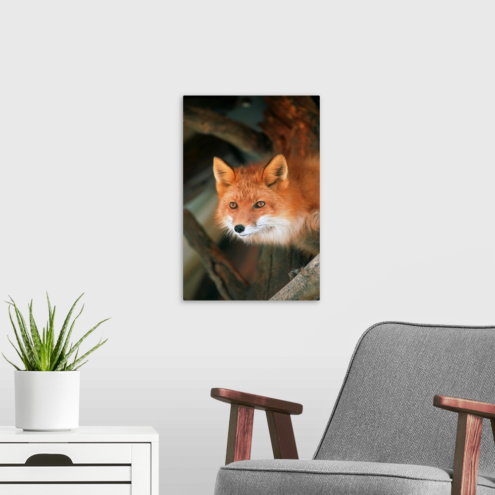 A modern room featuring Red Fox Sitting Under A Shelter, Southcentral Alaska