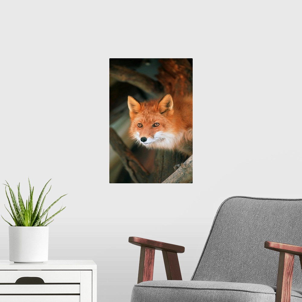 A modern room featuring Red Fox Sitting Under A Shelter, Southcentral Alaska