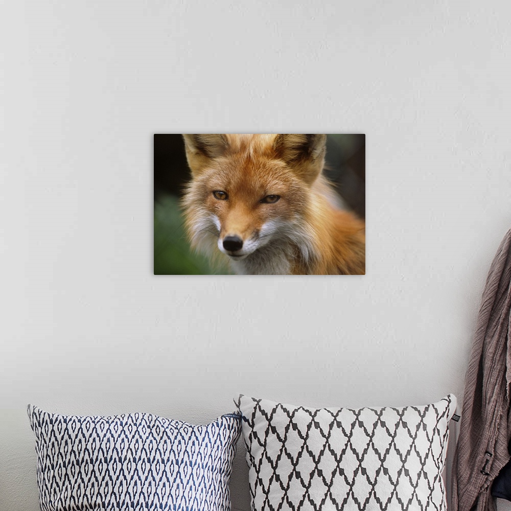 A bohemian room featuring Captive: Close Up Of Red Fox At The Alaska Wildlife Conservation Center Along Turnagain Arm Durin...