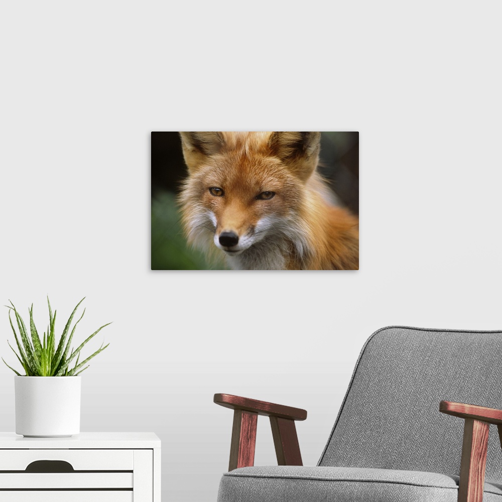 A modern room featuring Captive: Close Up Of Red Fox At The Alaska Wildlife Conservation Center Along Turnagain Arm Durin...
