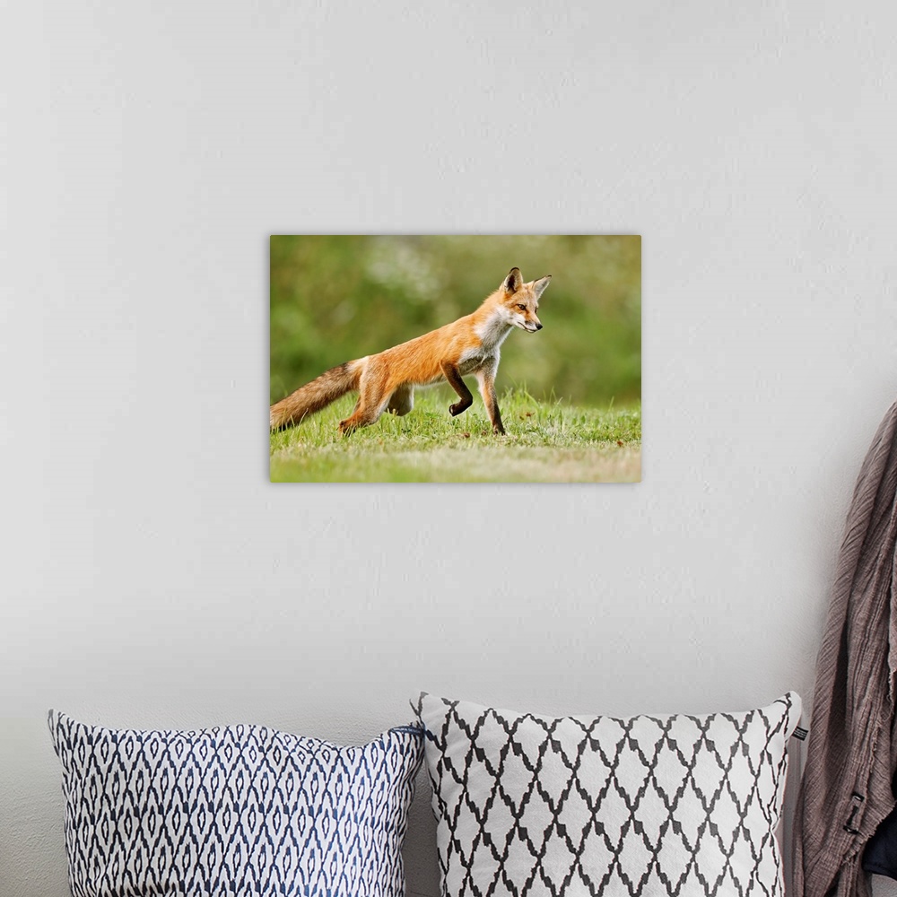 A bohemian room featuring Red fox (vulpes vulpes) walking on grass. Montreal, Quebec, Canada.