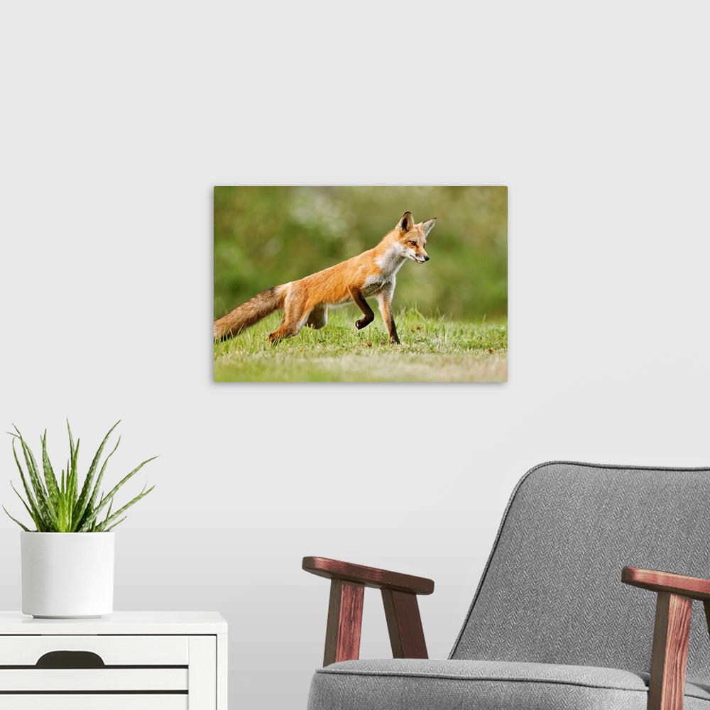 A modern room featuring Red fox (vulpes vulpes) walking on grass. Montreal, Quebec, Canada.