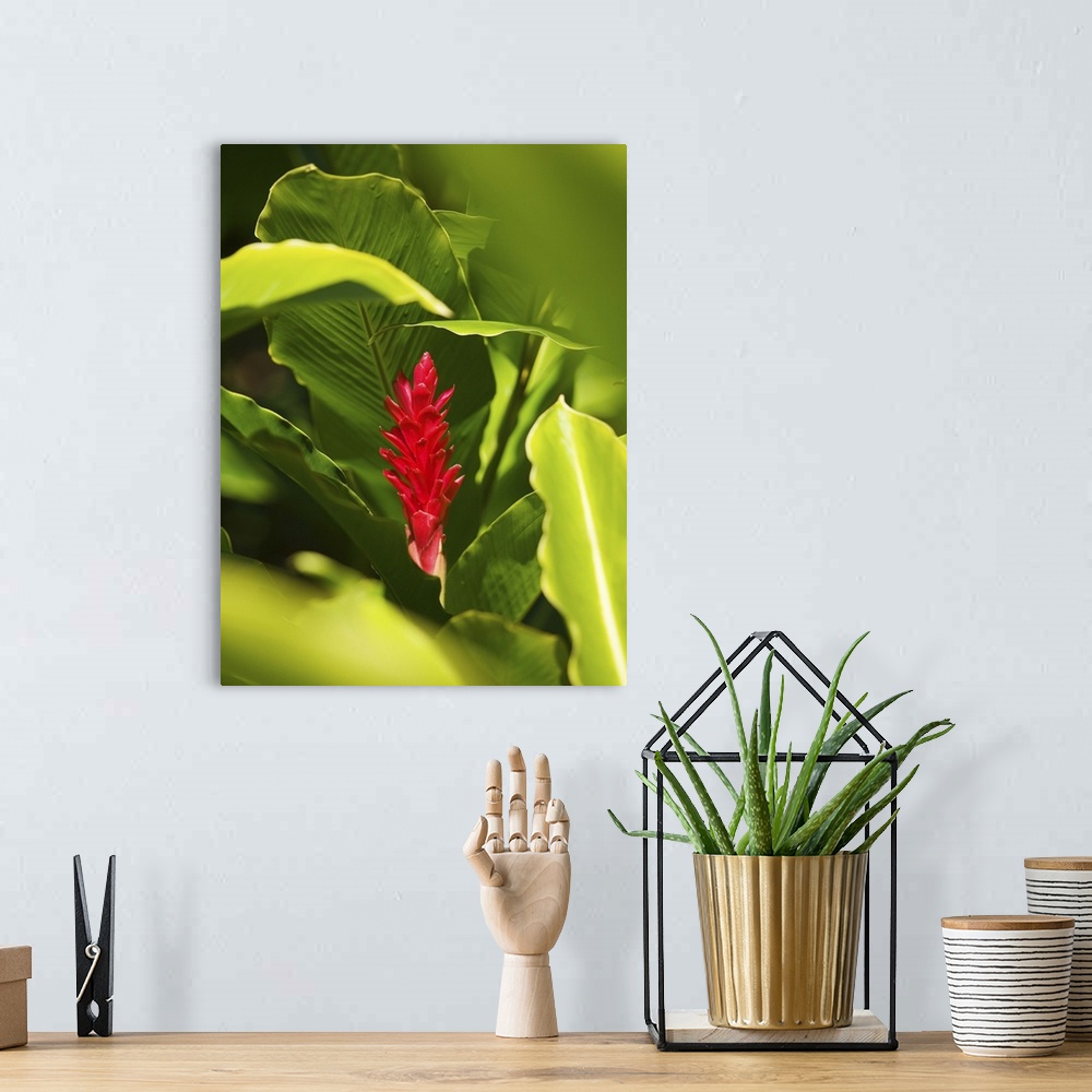 A bohemian room featuring Red Ginger Flower Between Green Leaves