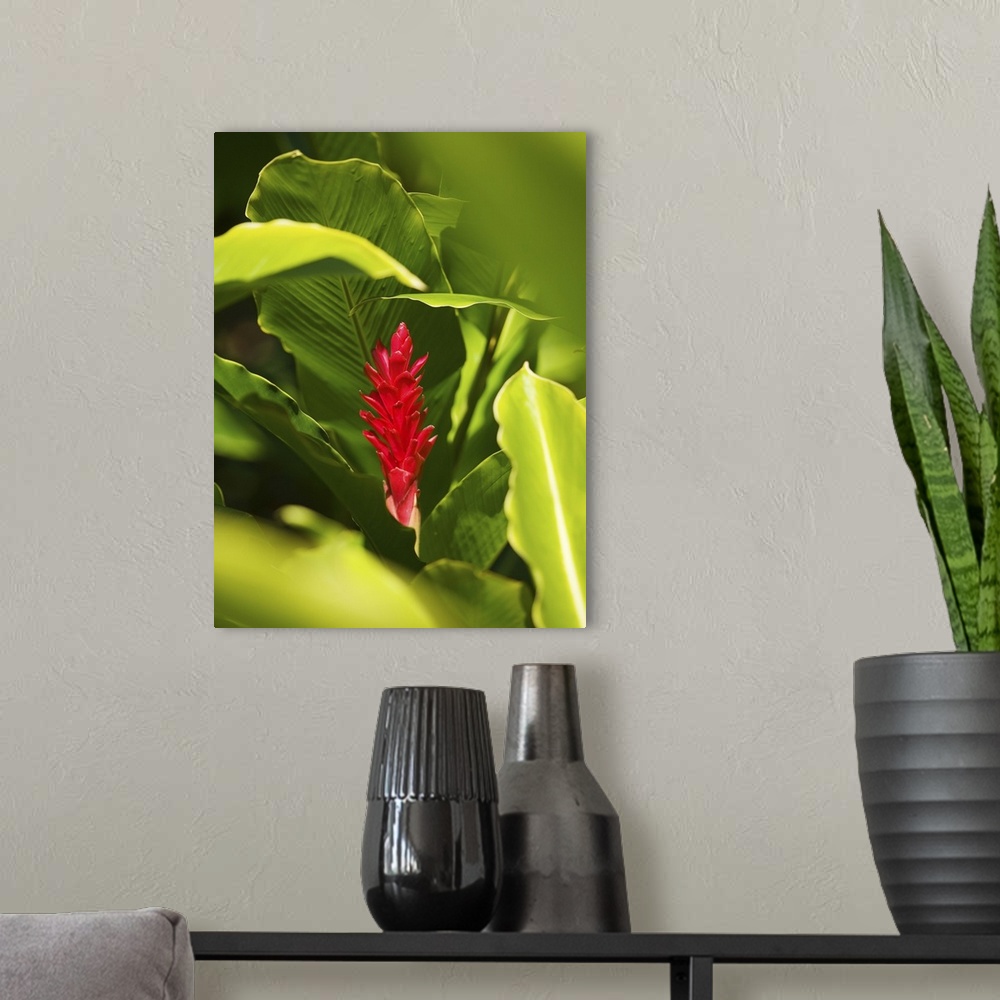 A modern room featuring Red Ginger Flower Between Green Leaves