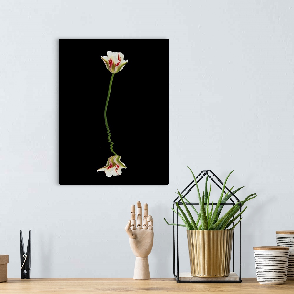 A bohemian room featuring Red, green, and white tulip reflected in water on a black background.