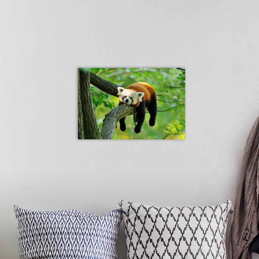 A bohemian room featuring Red Panda (Ailurus fulgens) Lying on Tree Branch