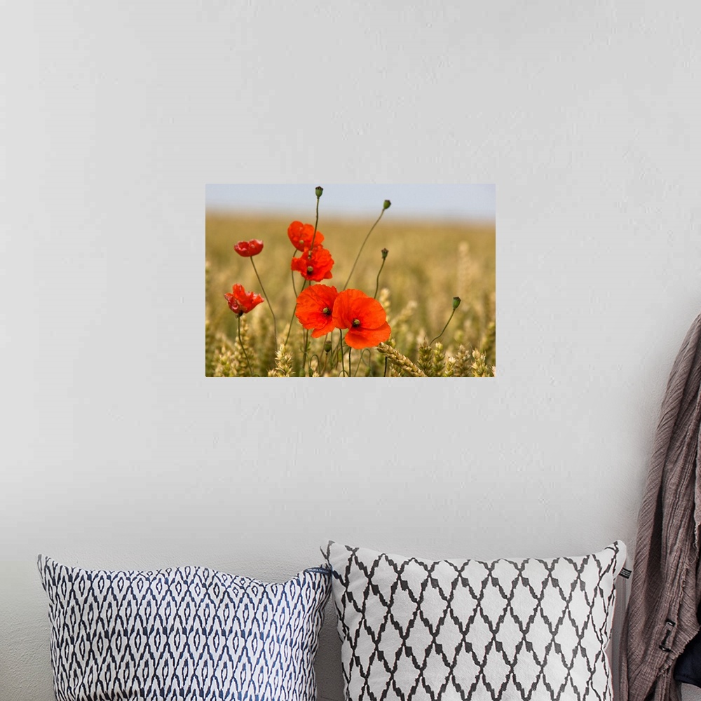 A bohemian room featuring Red Poppies In A Field Of Grain