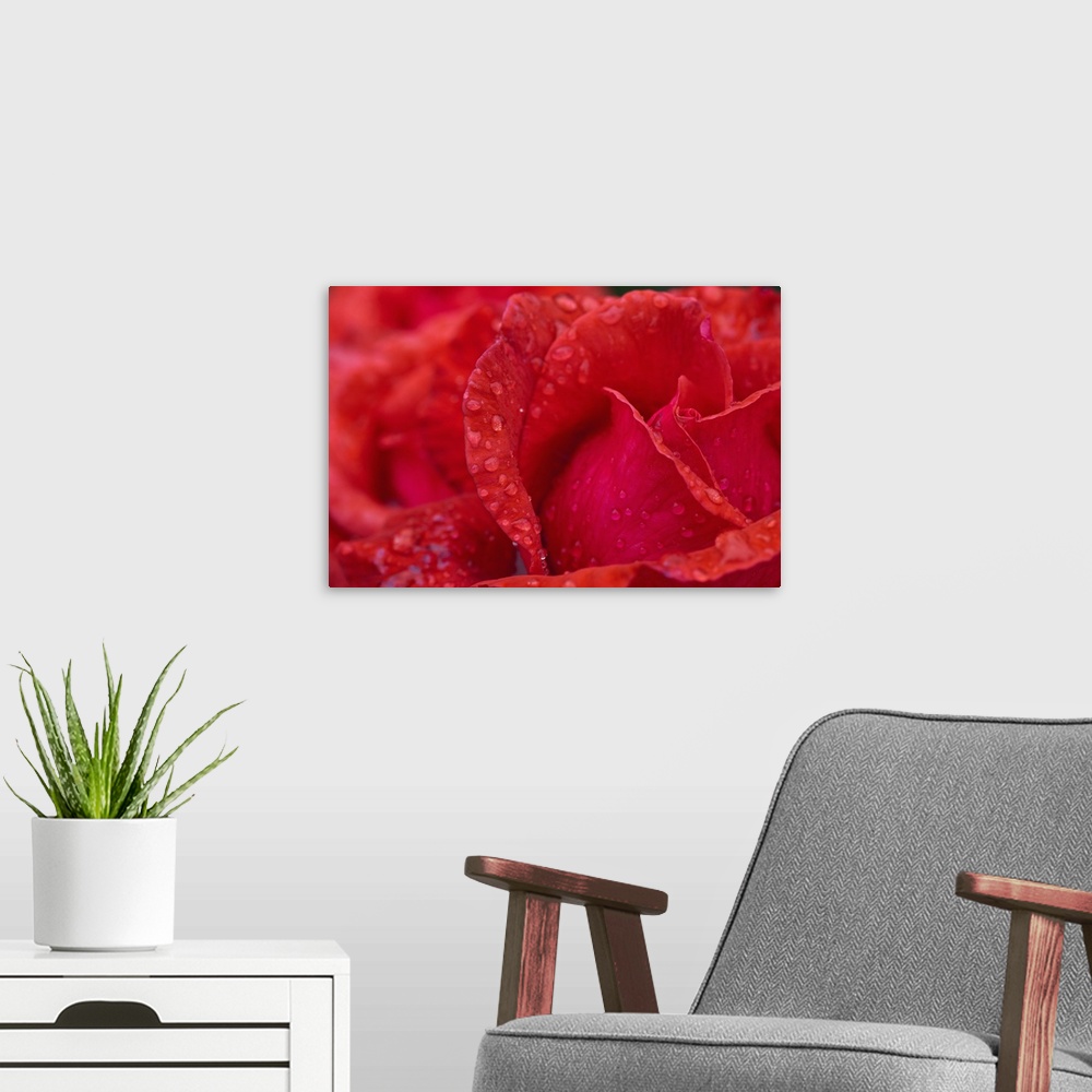 A modern room featuring Red Rose Petals With Dew Drops; Northumberland, England