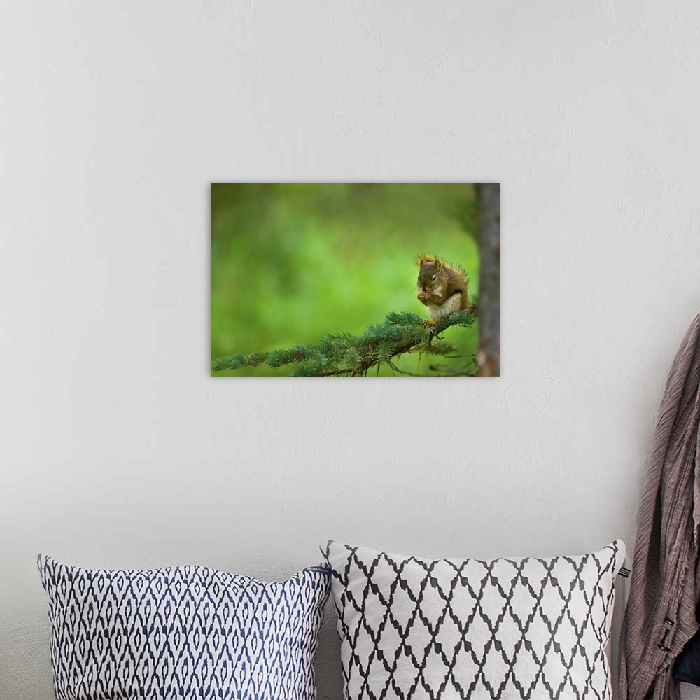 A bohemian room featuring Red Squirrel On A Tree Branch