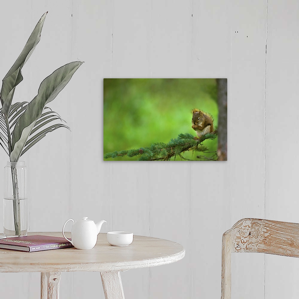 A farmhouse room featuring Red Squirrel On A Tree Branch