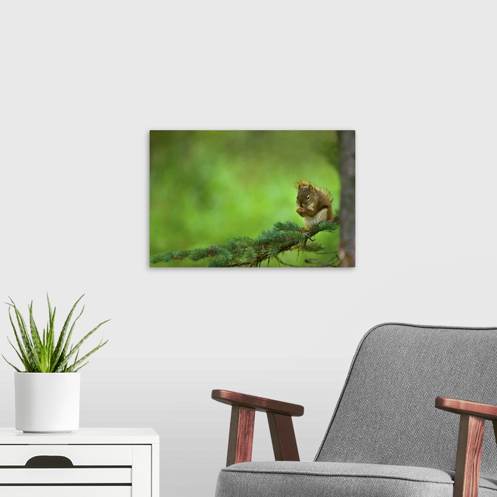 A modern room featuring Red Squirrel On A Tree Branch