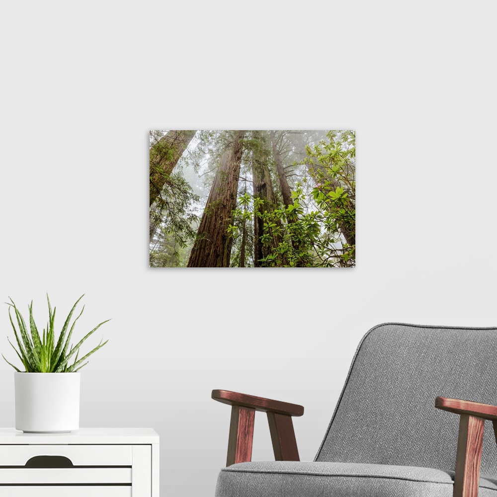 A modern room featuring Redwood trees in fog, Redwood National and State Parks; California, United States of America