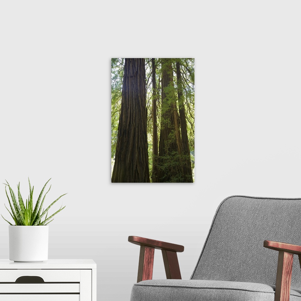A modern room featuring Redwoods In Muir Woods National Monument, Marin County, California