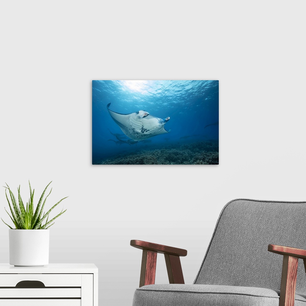 A modern room featuring Reef manta rays (manta alfredi) cruise over the shallows off Ukumehame in a mating train. The fem...