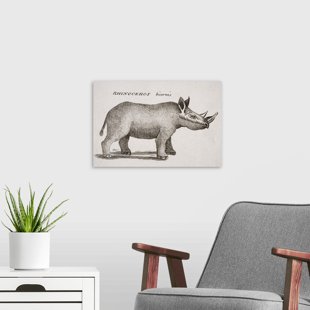 A modern room featuring Rhinoceros Bicornis. Engraved By P. Halpin 18Th Century