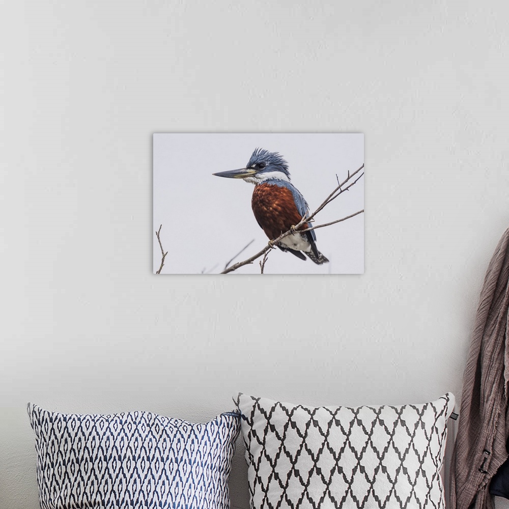 A bohemian room featuring Ringed Kingfisher (Megaceryle Torquata) Perched On Branch Facing Left; Mato Grotto Do Sol, Brazil
