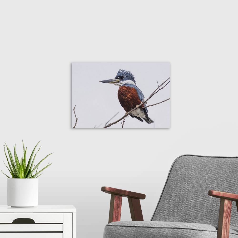 A modern room featuring Ringed Kingfisher (Megaceryle Torquata) Perched On Branch Facing Left; Mato Grotto Do Sol, Brazil