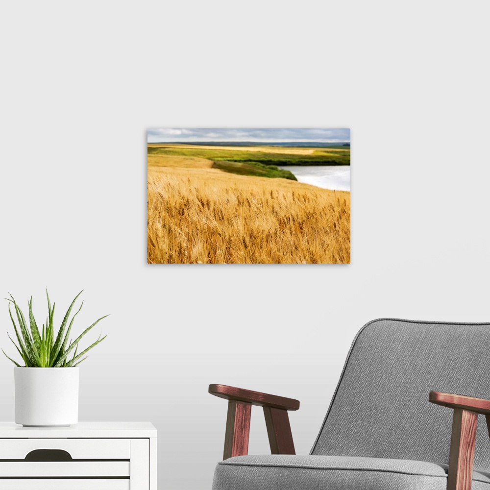 A modern room featuring Ripe golden brown wheat field with pond and rolling hills in the background, Elkwater, Alberta, C...