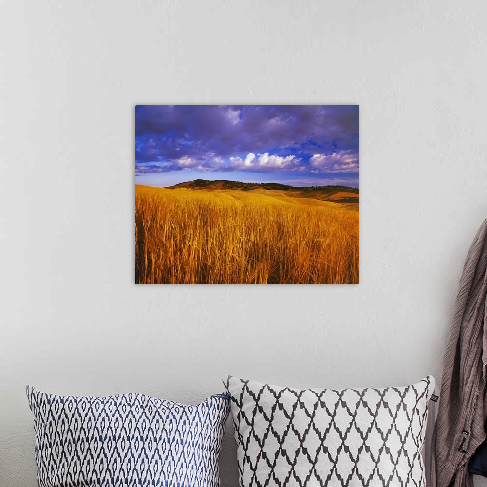 A bohemian room featuring Ripe, harvest ready crop of barley at sunset with rolling fields near Kamiak Butte
