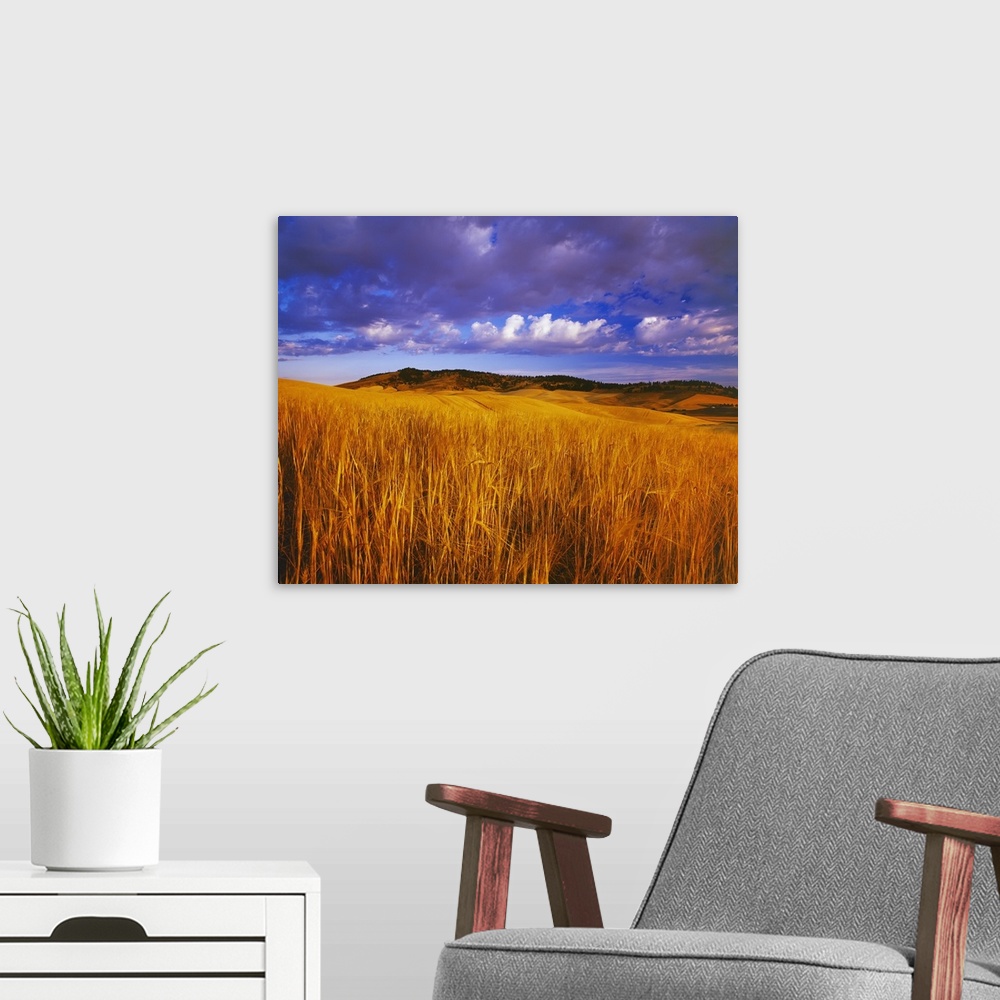 A modern room featuring Ripe, harvest ready crop of barley at sunset with rolling fields near Kamiak Butte