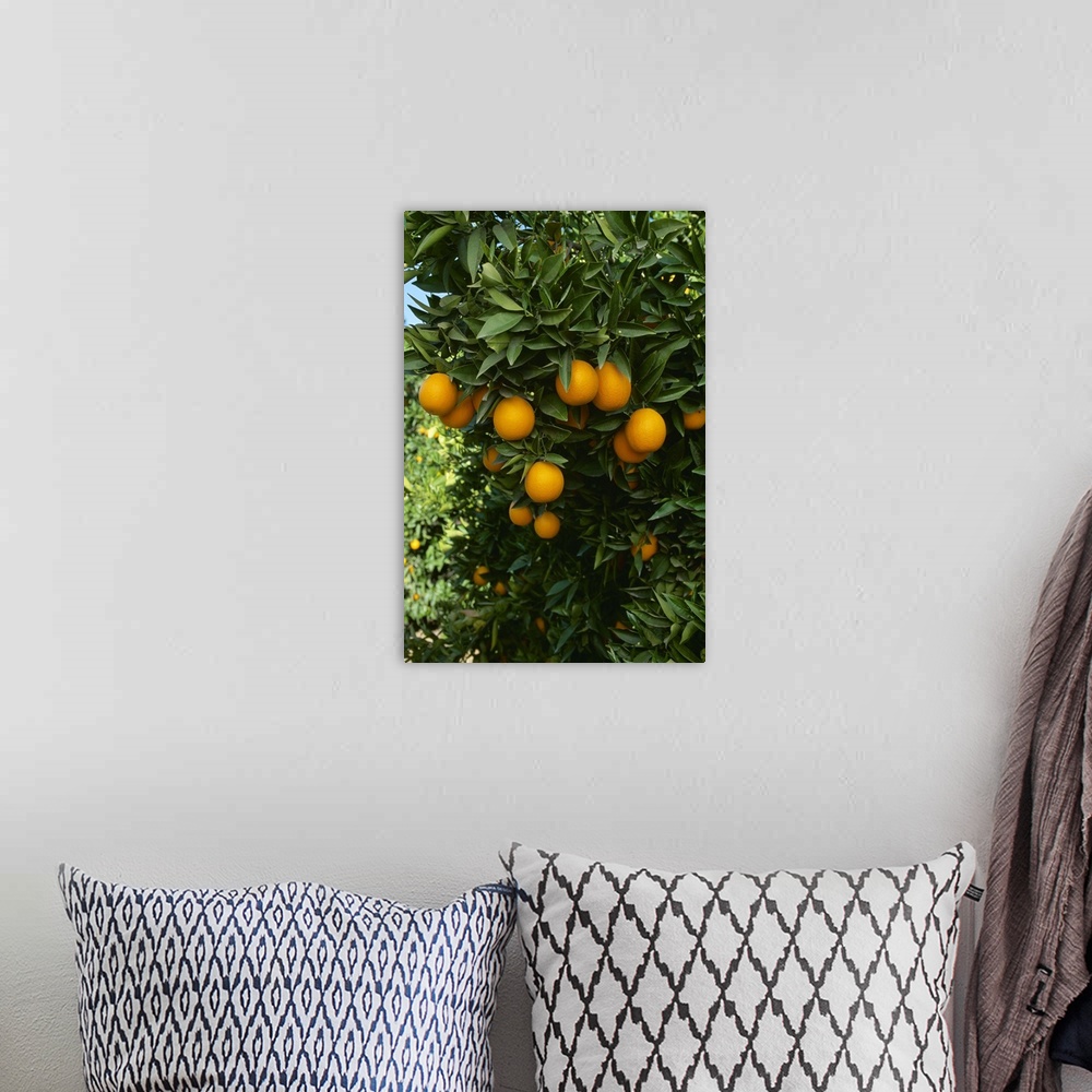 A bohemian room featuring Ripe Navel oranges on the tree, ready for harvest, Tulare County, California