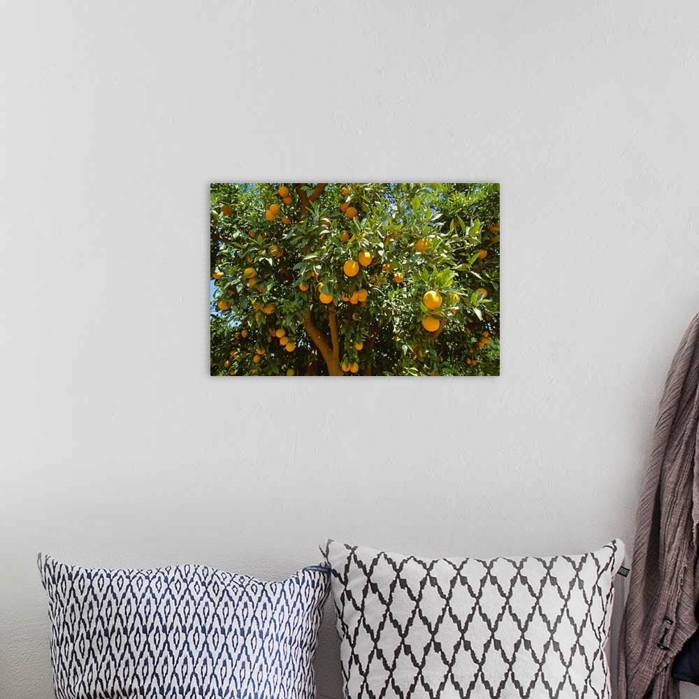A bohemian room featuring Ripe Valencia oranges on the tree, ready for harvest