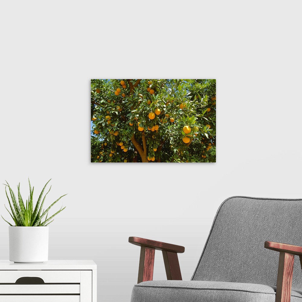 A modern room featuring Ripe Valencia oranges on the tree, ready for harvest