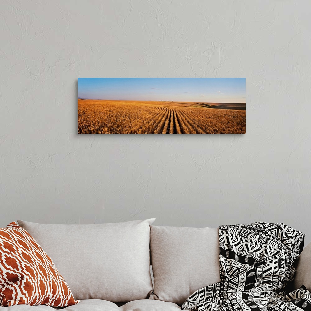 A bohemian room featuring Ripe wheat field ready for harvest, Central Montana