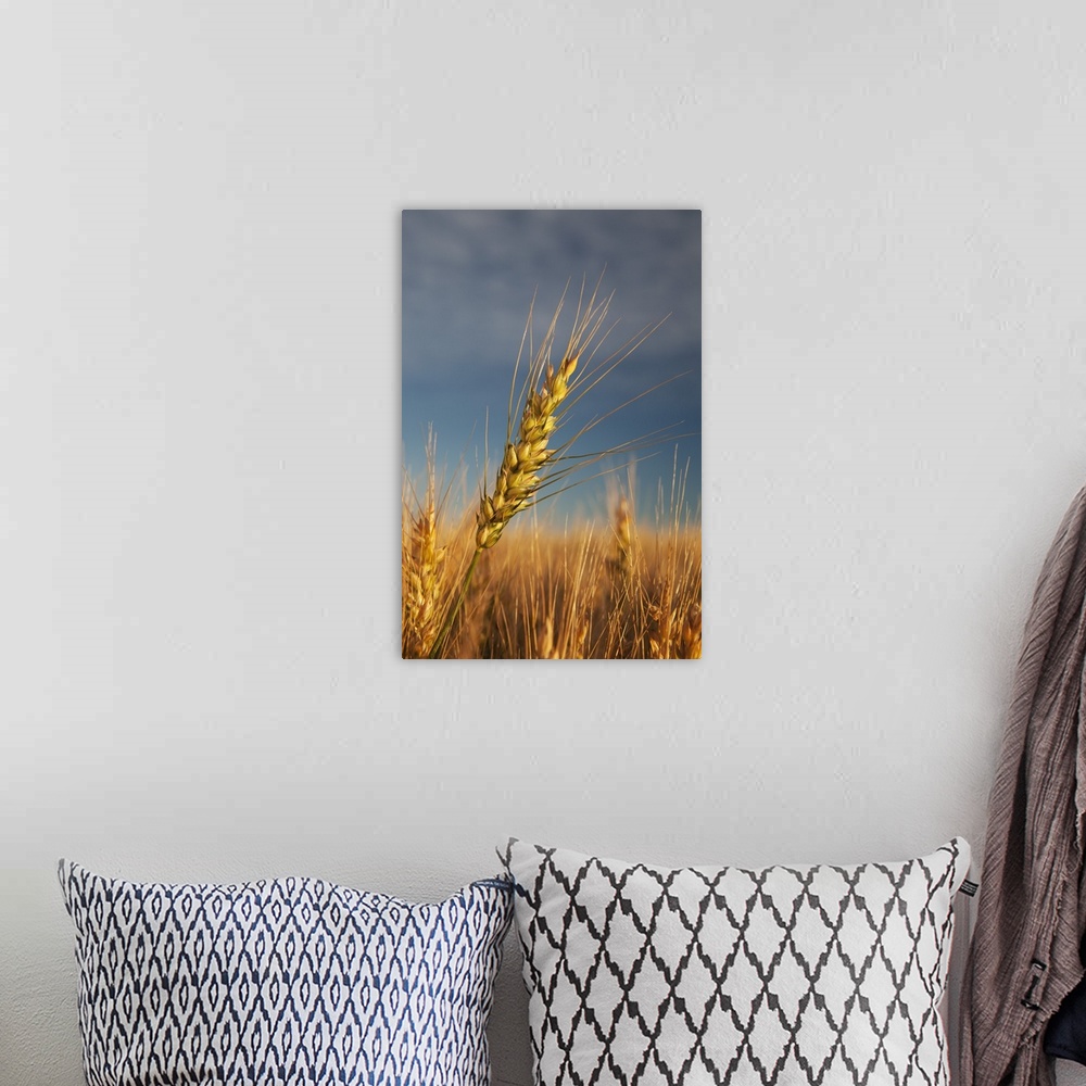 A bohemian room featuring Ripe Wheat Head At Sunrise; Alberta, Canada