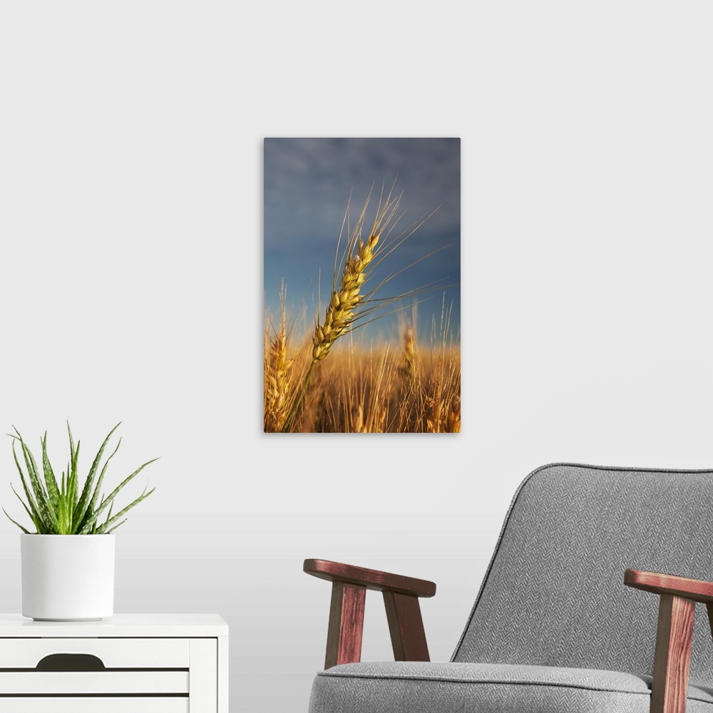 A modern room featuring Ripe Wheat Head At Sunrise; Alberta, Canada