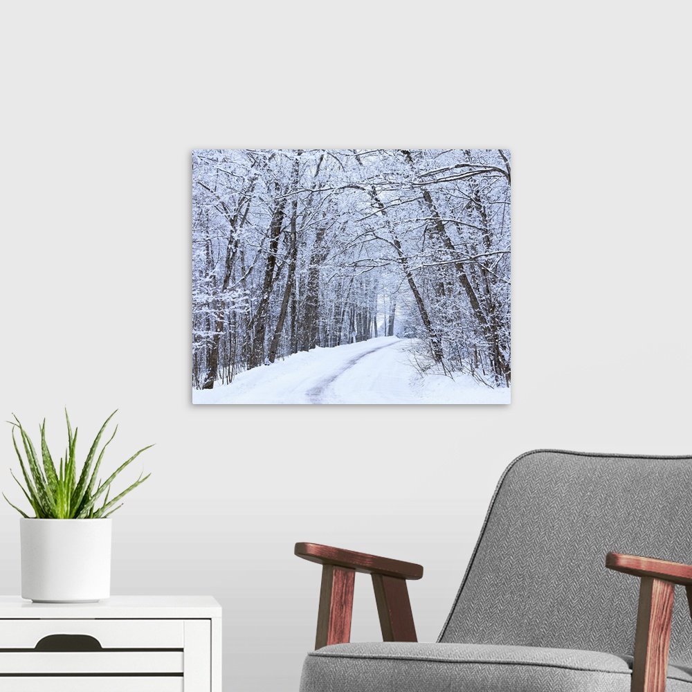 A modern room featuring Road Across Snow-Covered Forest, Saint-Adrien-D'irlande, Quebec, Canada