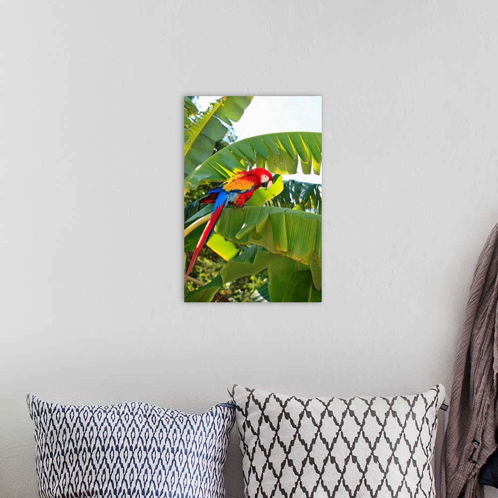 A bohemian room featuring Roatan, Bay Islands, Honduras, A Scarlet Macaw