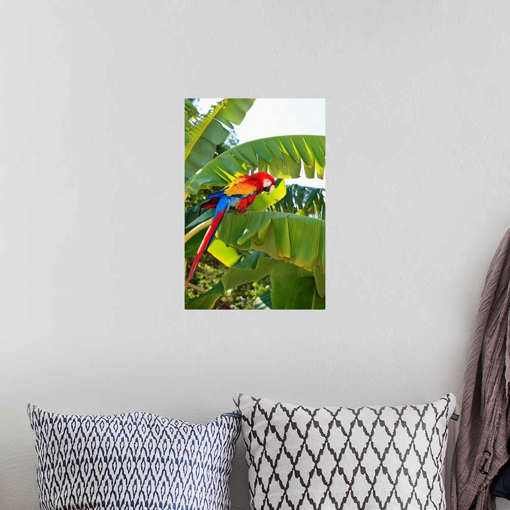A bohemian room featuring Roatan, Bay Islands, Honduras, A Scarlet Macaw
