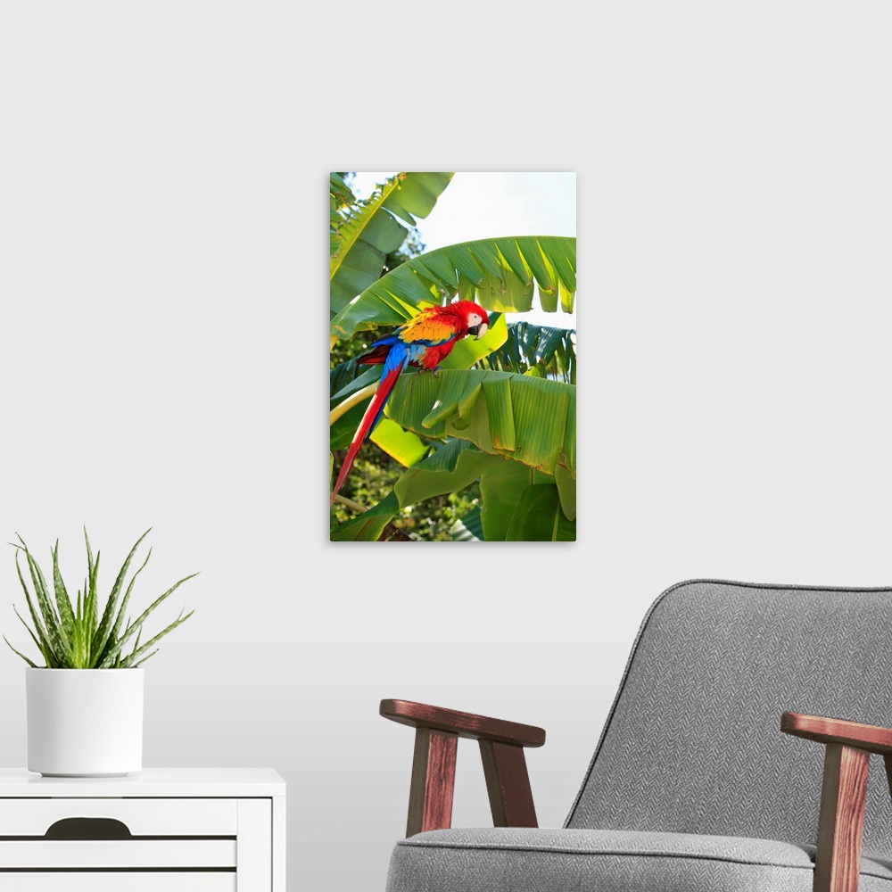A modern room featuring Roatan, Bay Islands, Honduras, A Scarlet Macaw