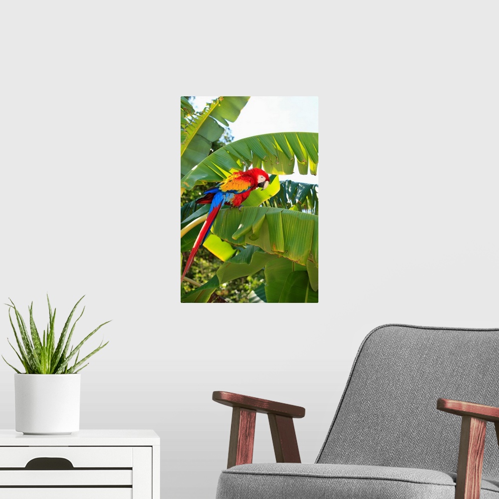 A modern room featuring Roatan, Bay Islands, Honduras, A Scarlet Macaw
